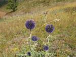 Afficher en taille relle